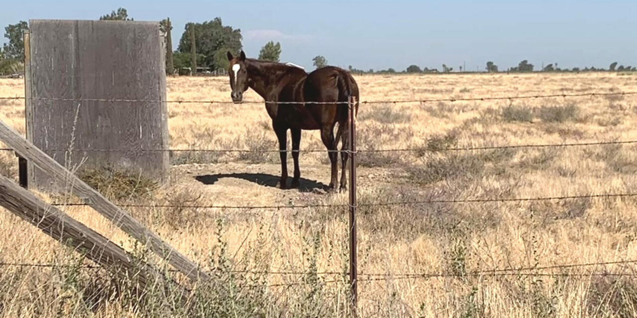 Neighbors pitch in to provide shade structure for a horse