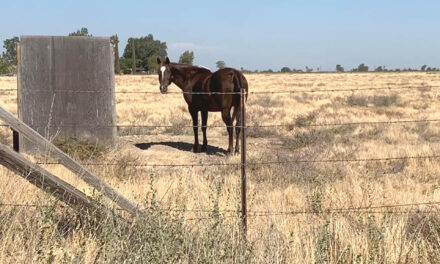 Neighbors pitch in to provide shade structure for a horse