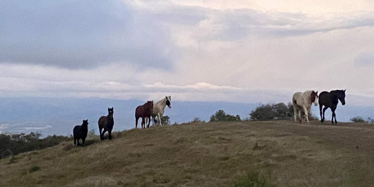 Passion for caring: The Screaming Horse Rescue