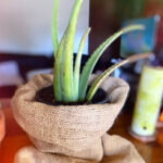 Celebrate House Plant Appreciation Day with healthful houseplants