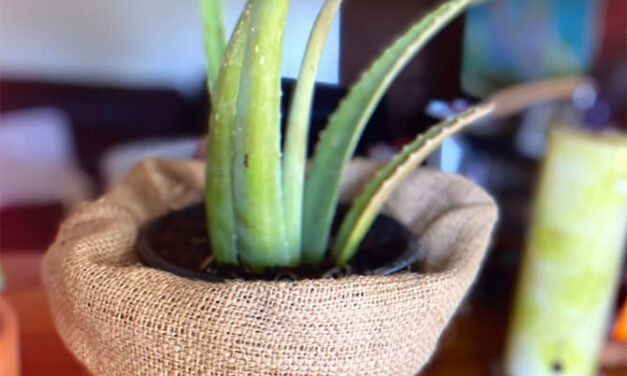 Celebrate House Plant Appreciation Day with healthful houseplants