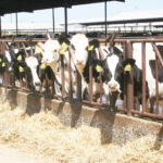 Bird flu in cows, too—the latest facts and advisories