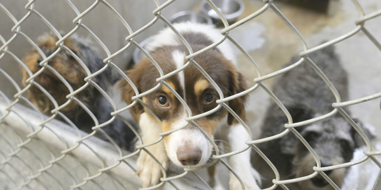 Local animal shelter upgrades facilities