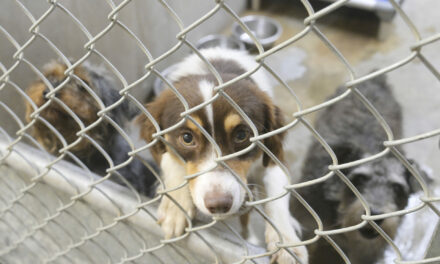 Local animal shelter upgrades facilities