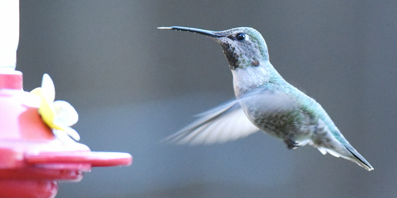 Feeding hummingbirds for beginners