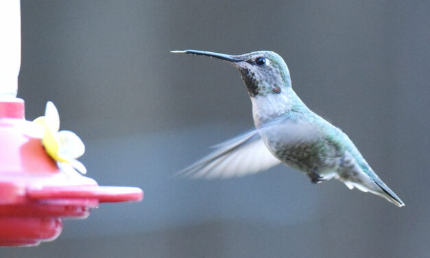 Feeding hummingbirds for beginners