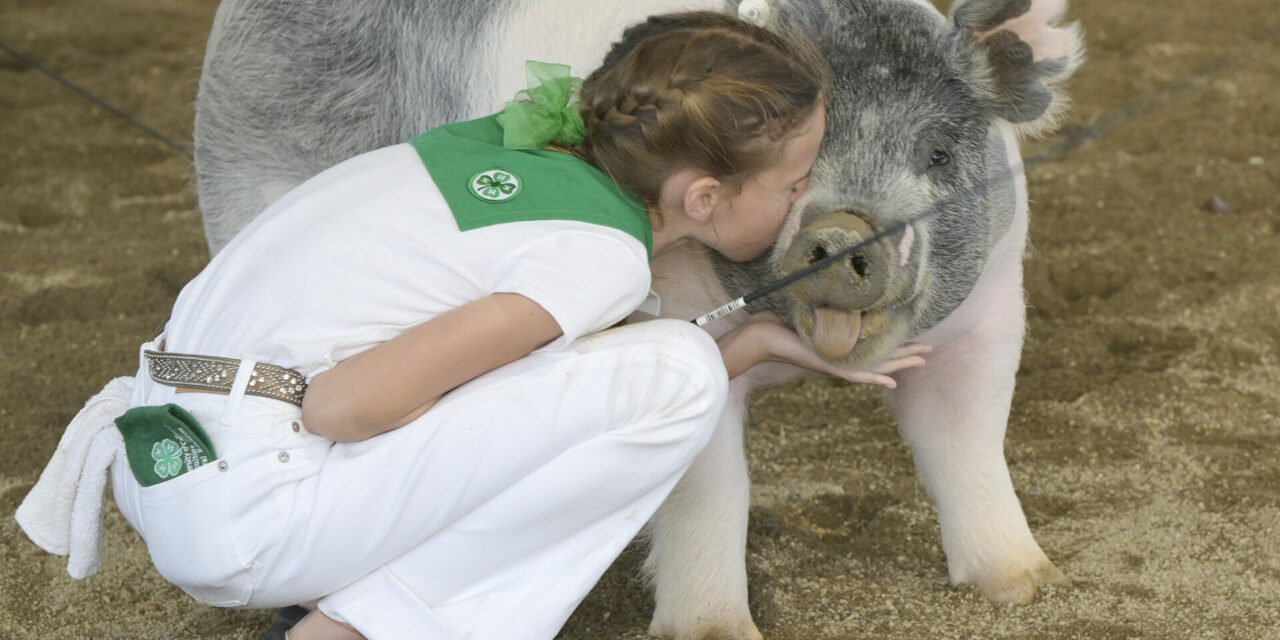 That’s a wrap! Spring Fair sees strong attendance