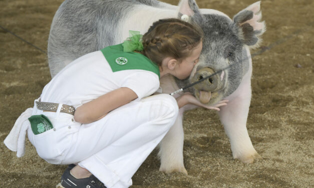 That’s a wrap! Spring Fair sees strong attendance