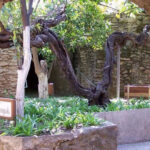 Coolest place in the Raisin Capital is 10-acre Baldassare Forestiere Underground Gardens