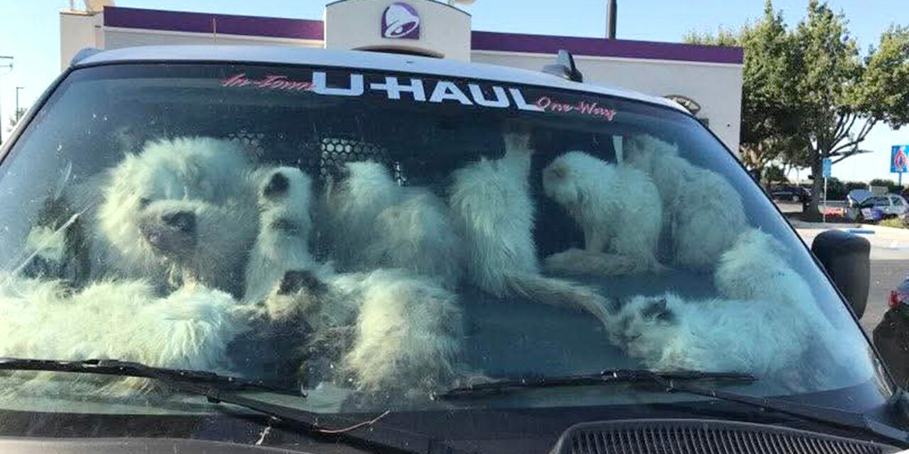 Santa Nella deputies discover 134 cats, 28 dead, in U-Haul