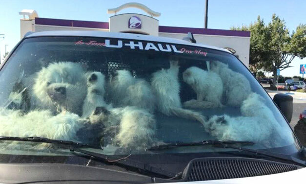 Santa Nella deputies discover 134 cats, 28 dead, in U-Haul