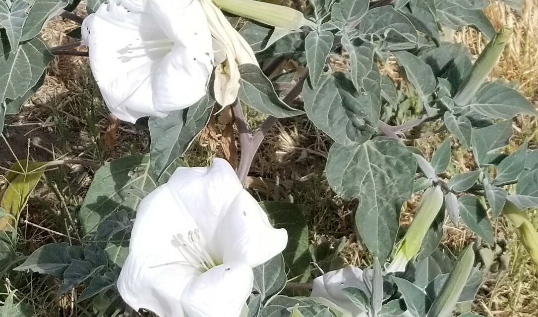 A local plant with deep historical roots
