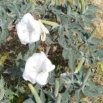 A local plant with deep historical roots