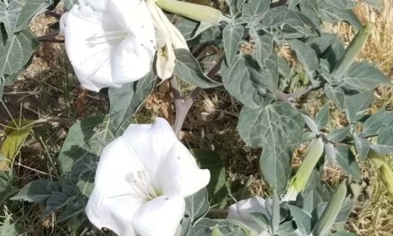 A local plant with deep historical roots