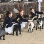 Firebaugh FFA Chapter members earn awards at 2025 Madera District Fair