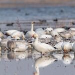 Merced NWR interpretive event set for Saturday