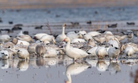 Merced NWR interpretive event set for Saturday
