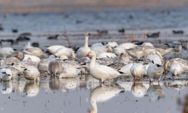 Merced NWR interpretive event set for Saturday