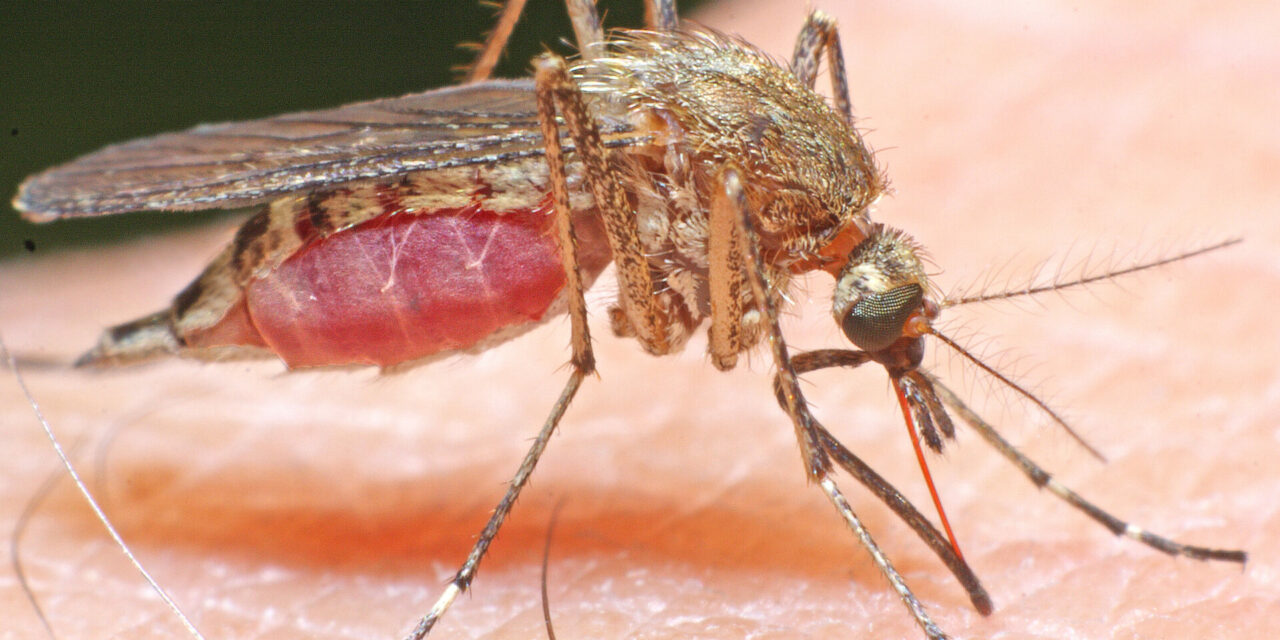 Merced County Mosquito Abatement District efforts lower risk for mosquito-borne viruses