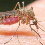 Merced County Mosquito Abatement District efforts lower risk for mosquito-borne viruses