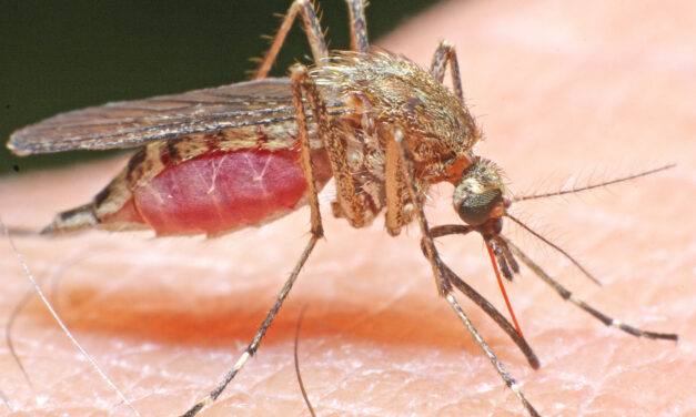 Merced County Mosquito Abatement District efforts lower risk for mosquito-borne viruses